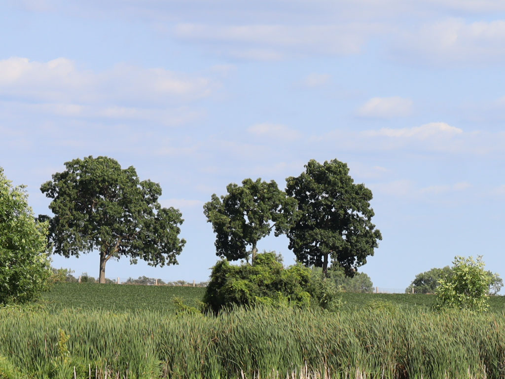 SAS_Environmental_Vegetation